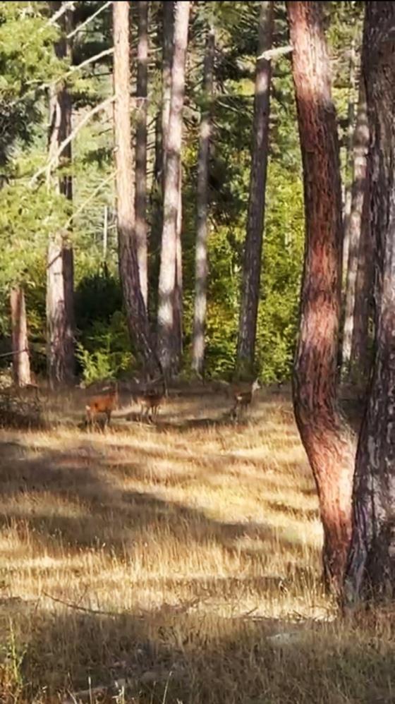 KARABÜK’ÜN SAFRANBOLU İLÇESİNDE ANNE KARACANIN 2 YAVRUSU İLE BİRLİKTE ORMANDA