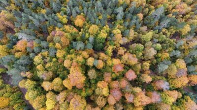 Karabük'te yol boyunca uzanan sık orman dokusu sarı, turuncu ve