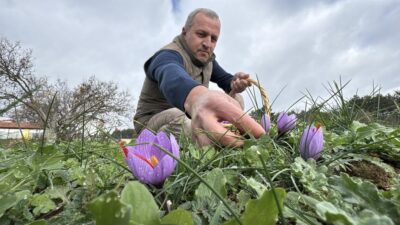 UNESCO Dünya Miras Listesi'ndeki Karabük'ün Safranbolu ilçesiyle özdeşleşen ve kilogram