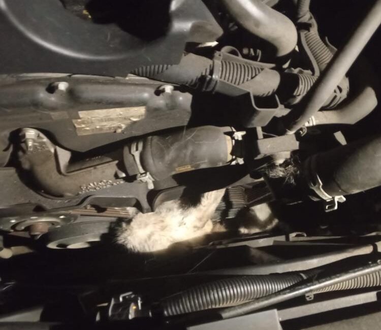 KARABÜK’ÜN YENİCE İLÇESİNE BAĞLI DEĞİRMENYANI KÖYÜNDE, MİNİBÜSÜN MOTOR KISMINA SIKIŞAN