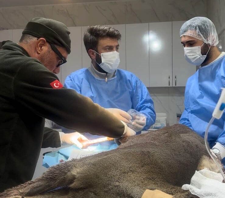 KARABÜK'TE BİR ARACIN ÇARPMASI SONUCU YARALANAN KARACA, EKİPLER TARAFINDAN TEDAVİ