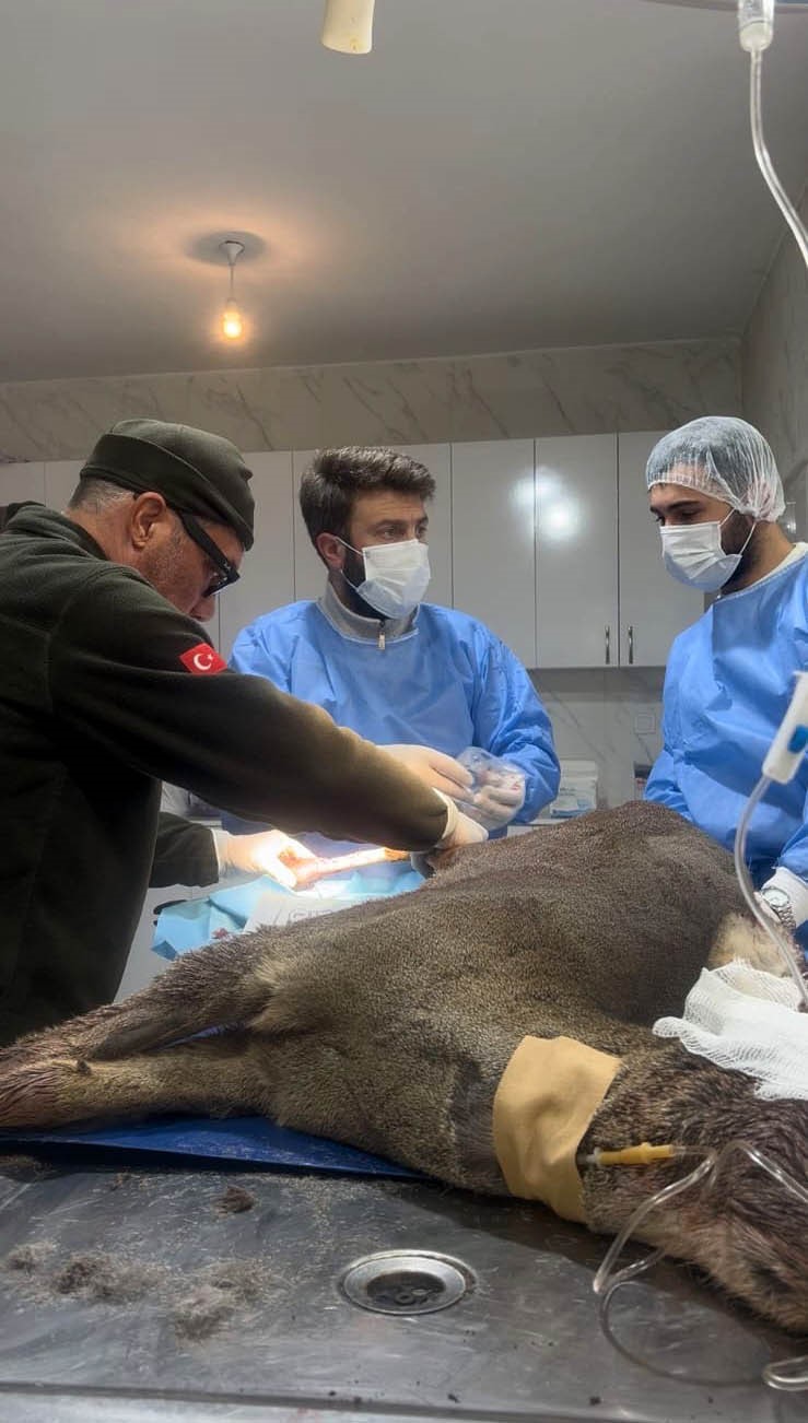 KARABÜK'TE BİR ARACIN ÇARPMASI SONUCU YARALANAN KARACA, EKİPLER TARAFINDAN TEDAVİ