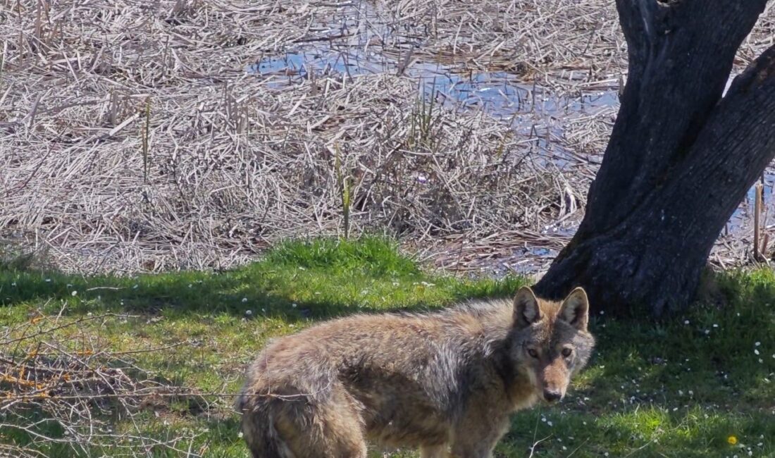 KARABÜK’ÜN EFLANİ İLÇESİNDE BALIK TUTMAYA GİDEN ARKADAŞ GRUBU, GÖLET KENARINA