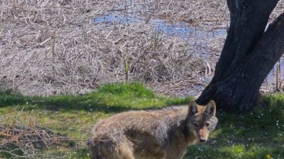KARABÜK’ÜN EFLANİ İLÇESİNDE BALIK TUTMAYA GİDEN ARKADAŞ GRUBU, GÖLET KENARINA