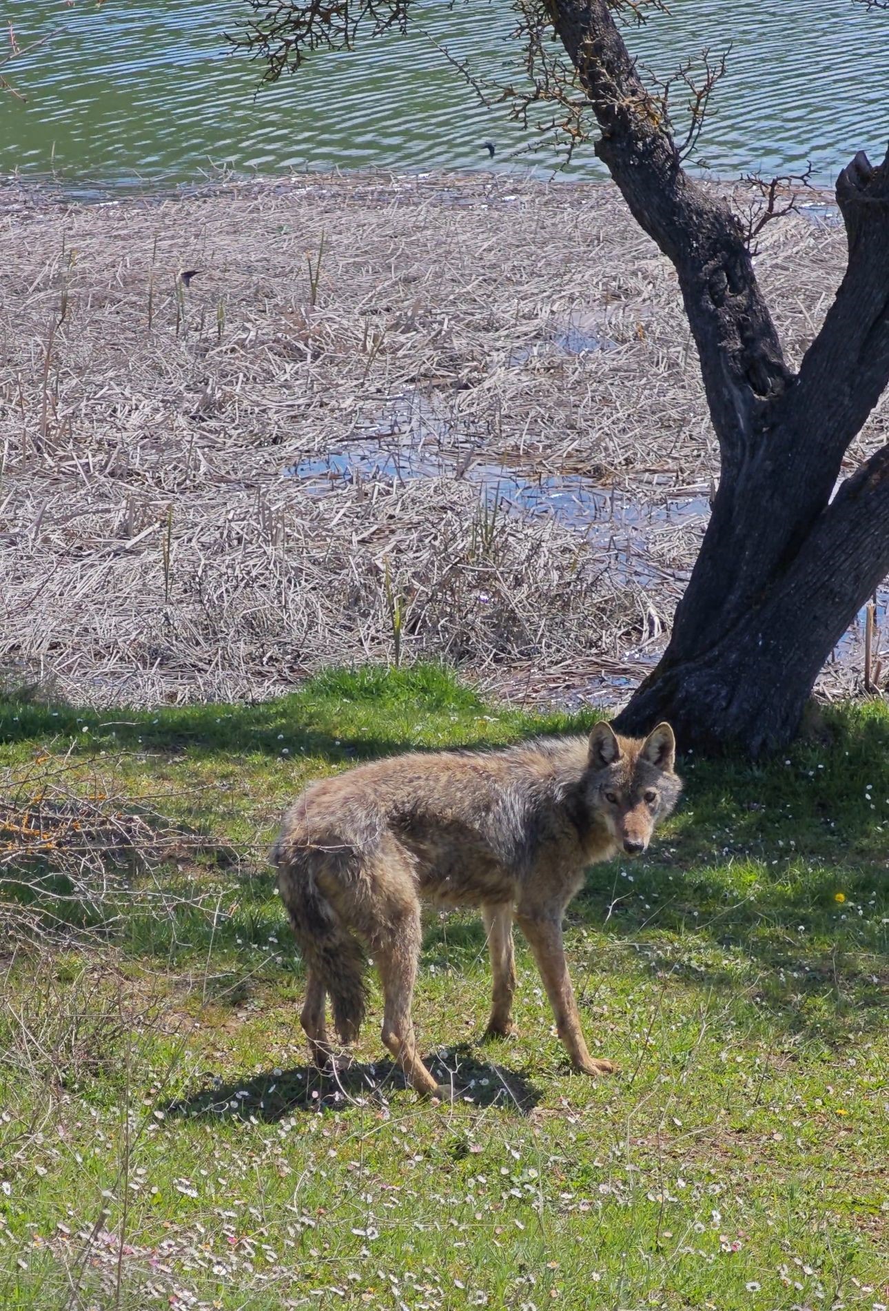 KARABÜK’ÜN EFLANİ İLÇESİNDE BALIK TUTMAYA GİDEN ARKADAŞ GRUBU, GÖLET KENARINA