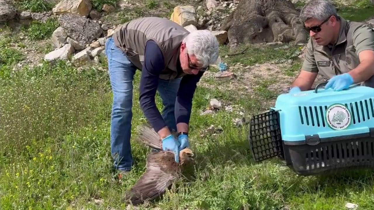 KARABÜK’ÜN SAFRANBOLU İLÇESİNDE BİTKİN HALDE BULUNAN KIZIL ŞAHİN, TEDAVİ VE