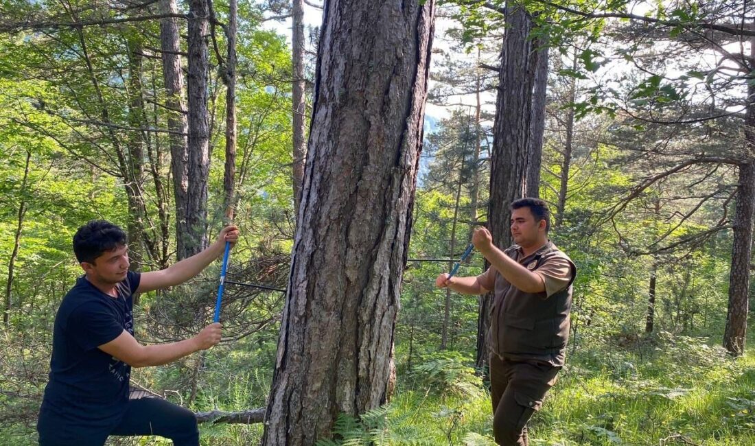 PROJEDE AĞAÇLARIN SICAKLIK VE YAĞIŞA TEPKİLERİ İNCELENDİ