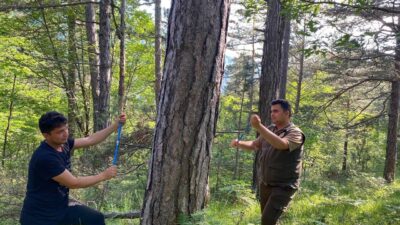 PROJEDE AĞAÇLARIN SICAKLIK VE YAĞIŞA TEPKİLERİ İNCELENDİ