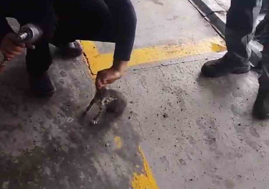 KARABÜK'ÜN SAFRANBOLU İLÇESİNDE BİR OTOMOBİLİN MOTOR KISMINA GİREN YAVRU KEDİ,
