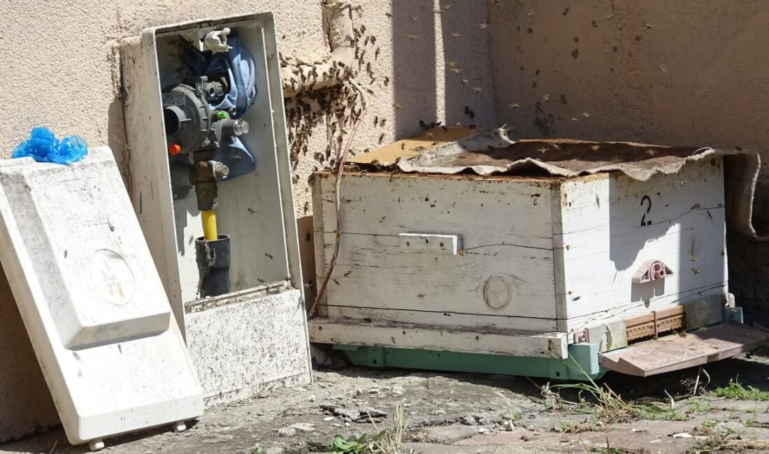Doğal gaz kutusuna yuva yapan arılar tedirgin etti KARABÜK’TE BİR APARTMANIN GİRİŞİNDEKİ DOĞAL GAZ SERVİS KUTUSUNA YUVA YAPAN