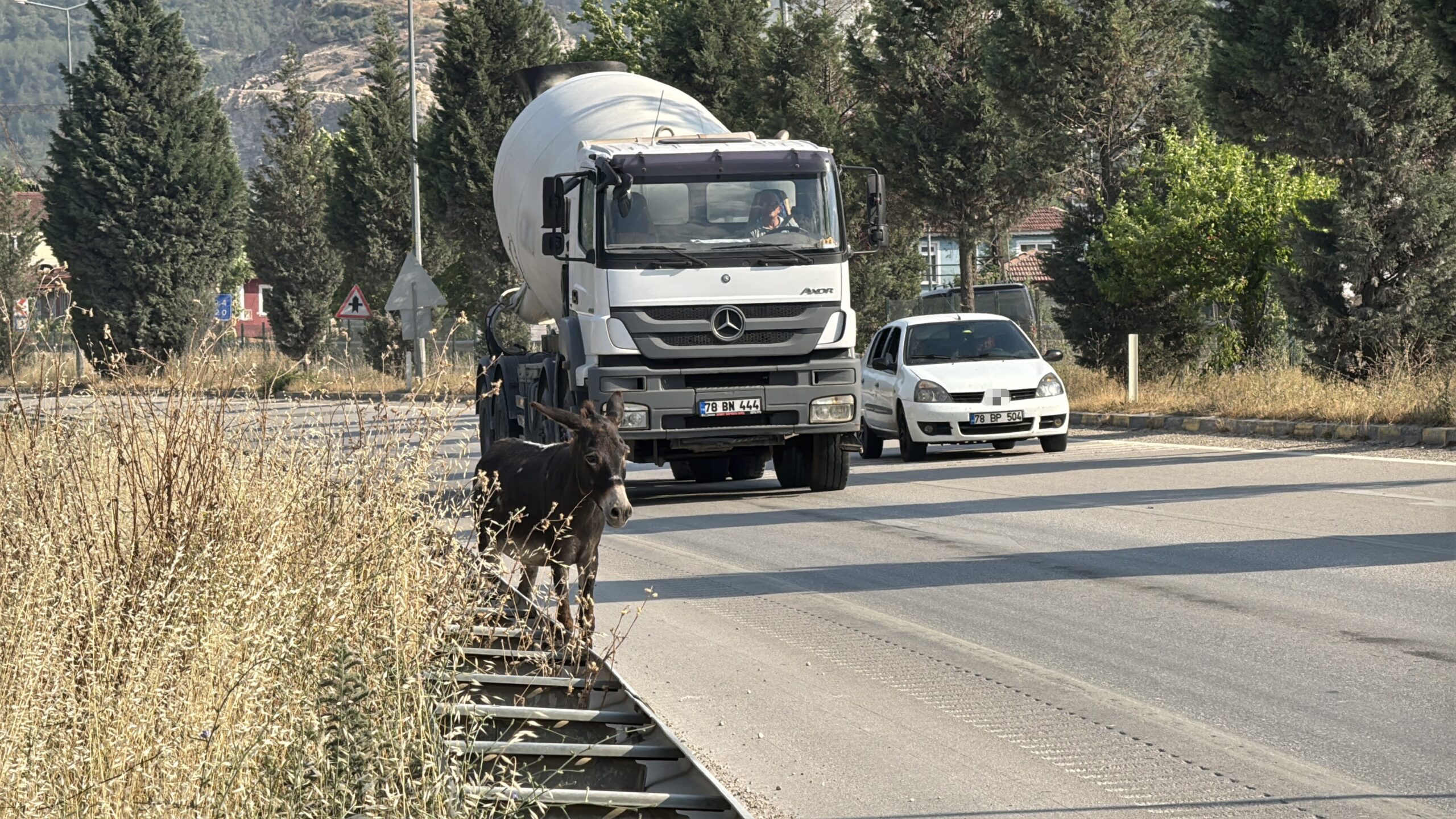 KARABÜK'TE KARA YOLUNA ÇIKAN EŞEK, TRAFİKTE KISA SÜRELİ TEHLİKEYE NEDEN