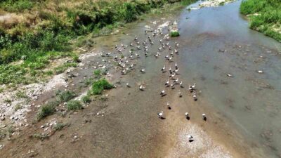 KARABÜK'TE SON YILLARDA SOĞANLI ÇAYI'NI YAŞAM ALANI OLARAK TERCİH EDEN