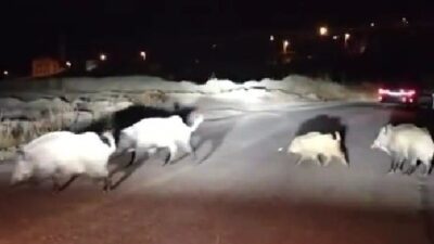 KARABÜK'TE GECE SAATLERİNDE MAHALLEYE İNEN KALABALIK YABAN DOMUZU SÜRÜSÜ, SÜRÜCÜLERE
